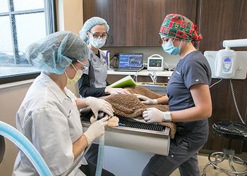 PetersenPetHospital_Dental3-450.jpg