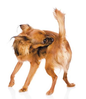 veterinary-dog-self-cleaning-tick-and-flea-450px-shutterstock-154263350.jpg