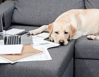 veterinary-tired-dog-450pix.jpg