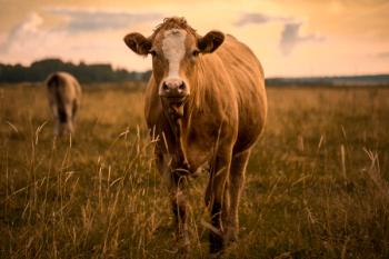 Photo: Jonatan Rundblad/Adobe Stock