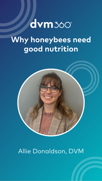 Why honeybees need good nutrition