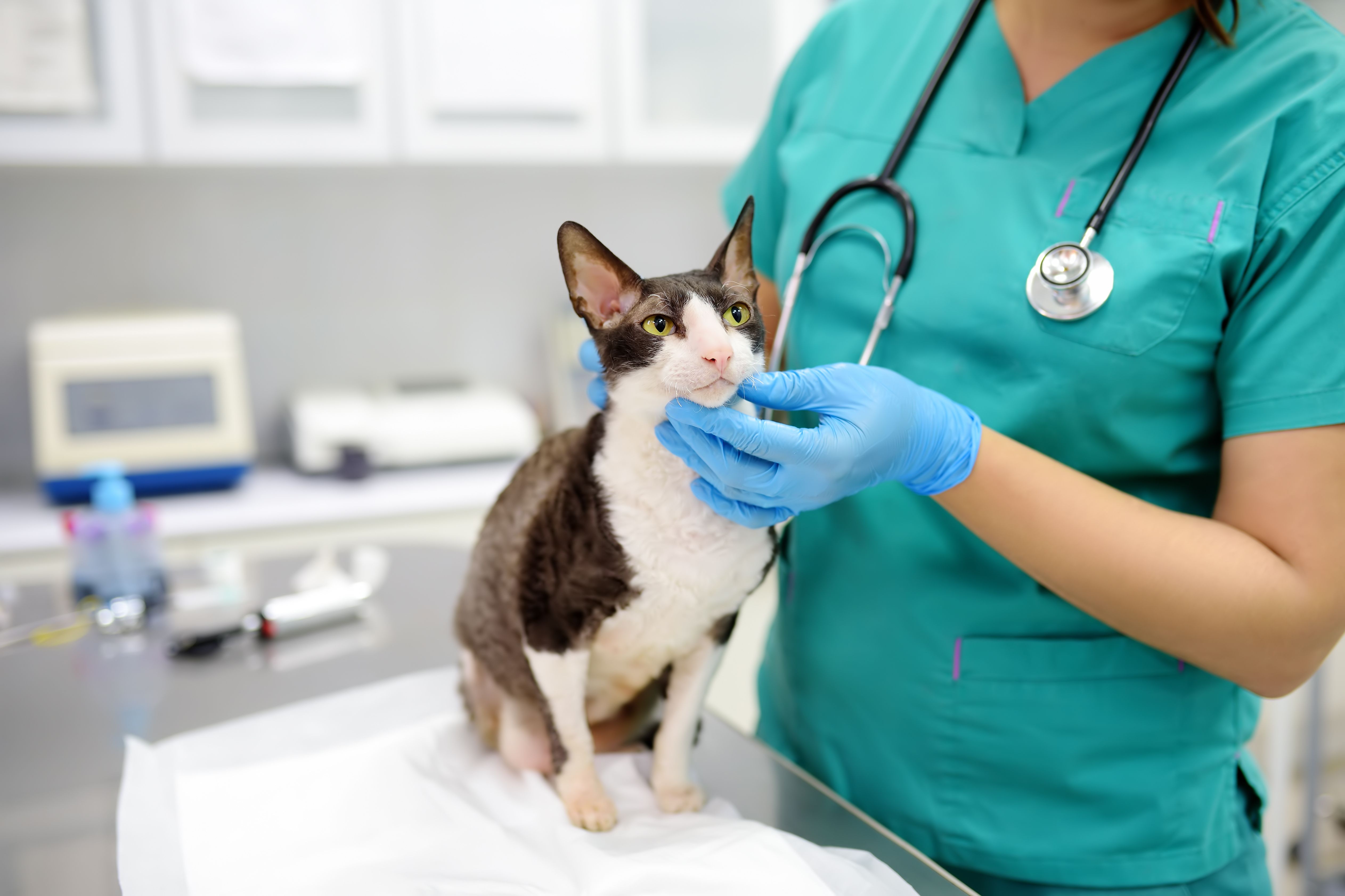 The changing dynamics of veterinary care
