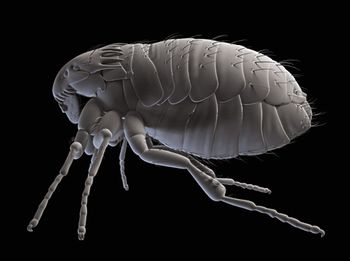 veterinary_cat-flea_450px_140892191.jpg