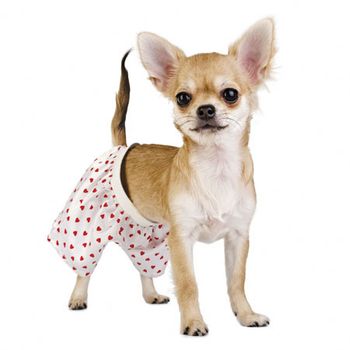 chihuahua.jpg