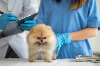 Q&A: What veterinary teams need to know about effective patient triage