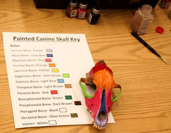 Veterinary_SkullKey.jpg