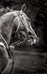 veterinary-horse-race-tension-157523889-823641-1404217337738.jpg