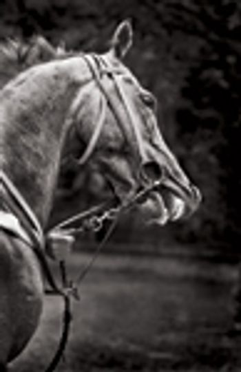 veterinary-horse-race-tension-157523889-823641-1404217337738.jpg