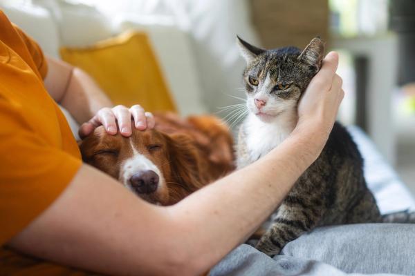 For many owners, survey finds, the pet has a place in life's biggest calls