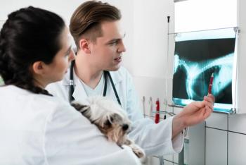 Two veterinary professionals discuss imaging results