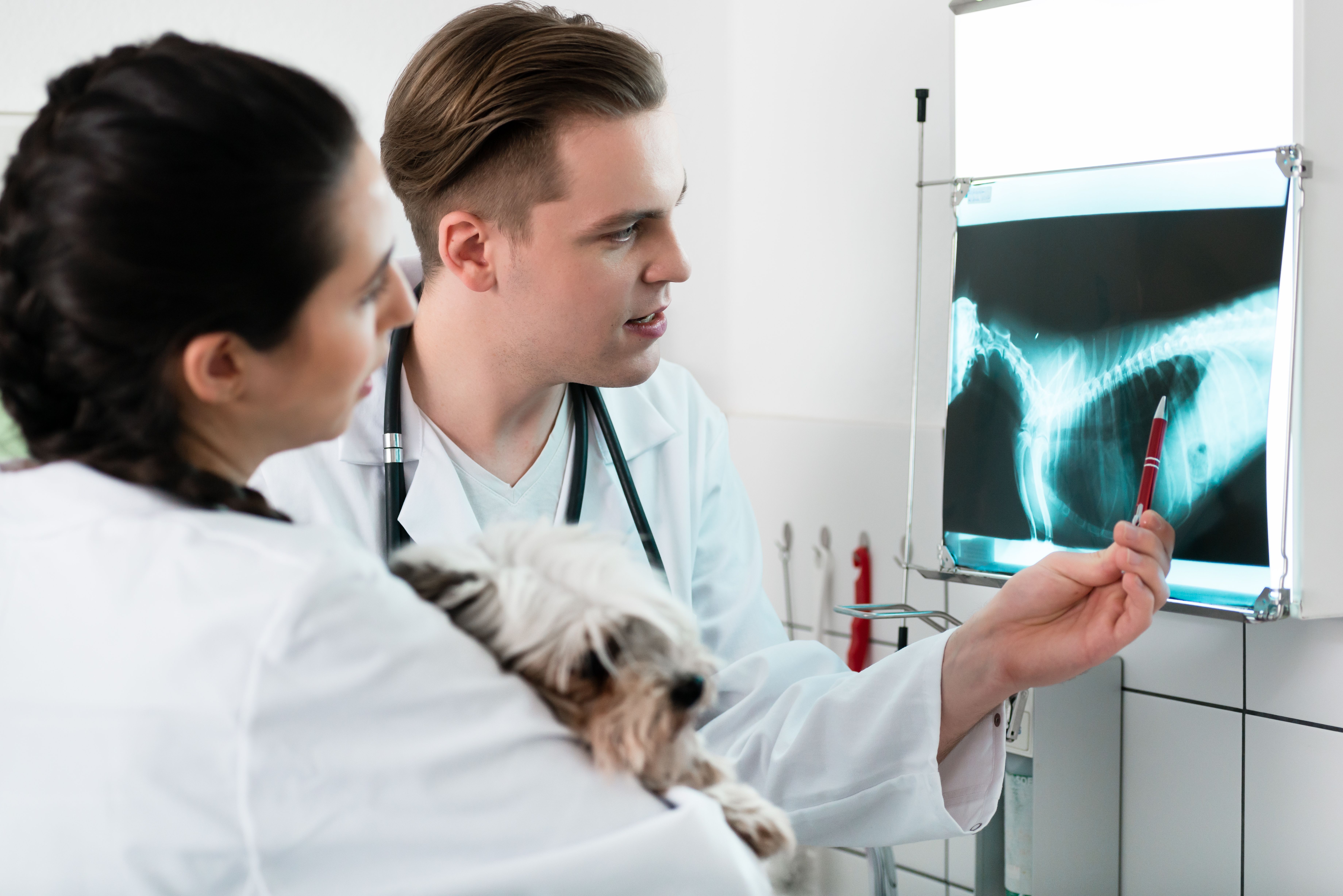 Veterinary Abdominal Radiography Tips Dvm360