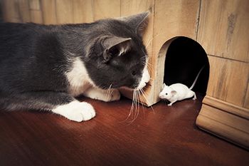 veterinary_cat_mouse_meal_AdobeStock_39914399_450px.jpg