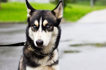 veterinary-dog-grouchy-husky-AdobeStock-193537459-450px.jpg