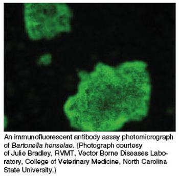 HotLitBartonella276x272-663389-1384321688954.jpg