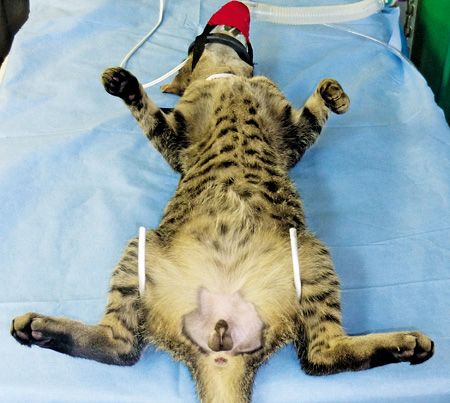 Idea Exchange: DIY tool simplifies cat castrations