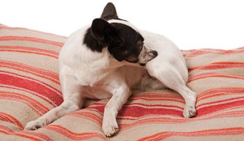 veterinary_nibbling_itch_dog_182866413_450.jpg