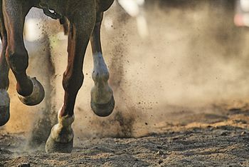 veterinary_horse-legs-hooves_460px_127850478.jpg