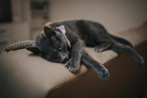 Antibiotics for UTIs in dogs and cats?: When to say “no” 