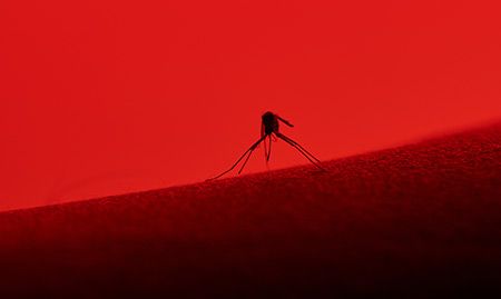 veterinary-red-mosquito-heartworm-4-AdobeStock_122095192-450.jpg