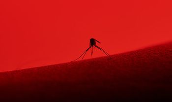 veterinary-red-mosquito-heartworm-4-AdobeStock_122095192-450.jpg