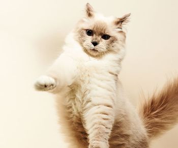 pounce450.jpg