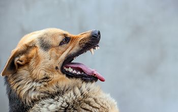 veterinary-dog-german-shepherd-angry_AdobeStock_174323053-450.jpg