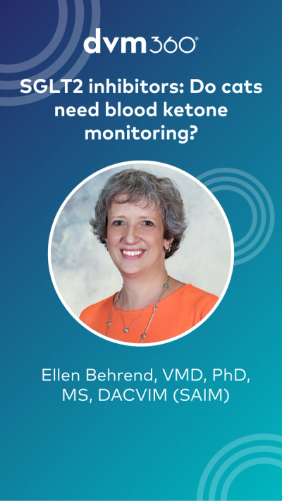 SGLT2 inhibitors: Do cats need blood ketone monitoring?