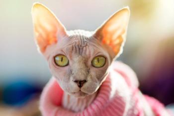 Photo: Sergey Skleznev/Adobe Stock