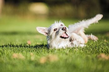 450Veterinary-smiling-dog-532281061.jpg