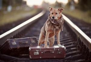 Travel with a dog