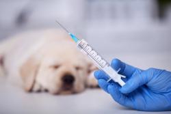 Targeted injectable therapy for canine elbow osteoarthritis