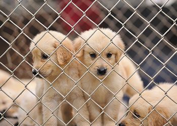 veterinary_golden_retriever_puppy_dog-450px_shutterstock_104078387.jpg