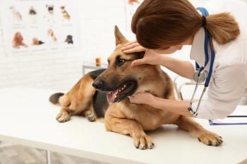 Dog receives an eye exam