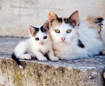 veterinary_strayCats_2012_sb10069763ad-001.jpg