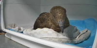 Veterinary Scene Down Under: Digital platform for business administration and avian flu news