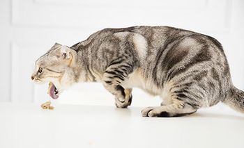 veterinary-cat-vomit-nausea-barf-AdobeStock_179093612-450.jpg