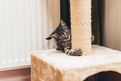 Bring cat behavior basics into your practice to improve their health and your relationships with cat clients