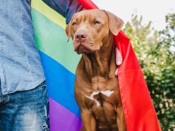 Pride dog