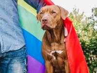 Pride dog