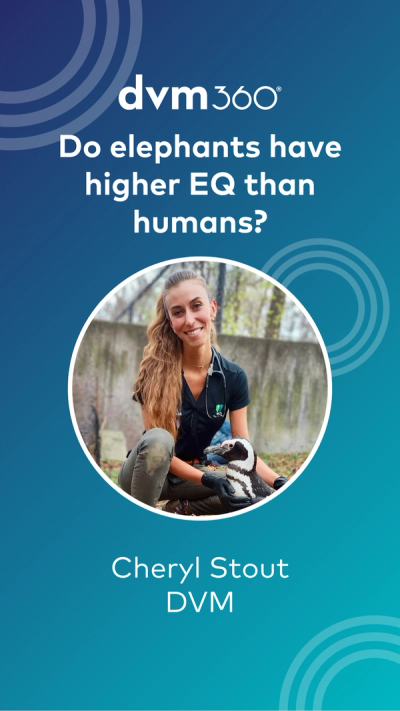Do elephants have higher EQ than humans?