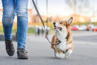 Chile becomes first South American country validated by WHO for eliminating dog-transmitted rabies