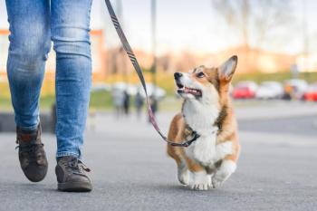Chile becomes first South American country validated by WHO for eliminating dog-transmitted rabies