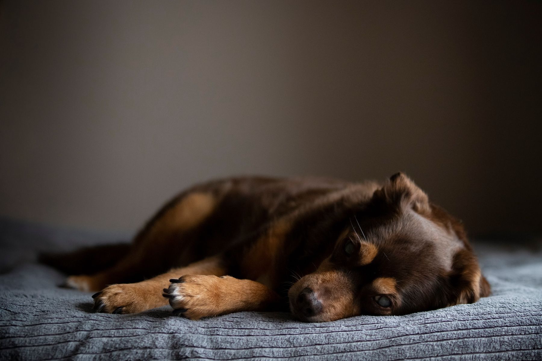 Dog with diabetes