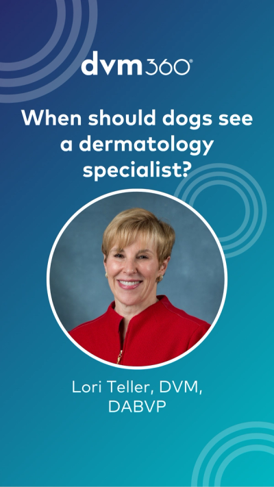 When should a dog see a dermatology specialist?