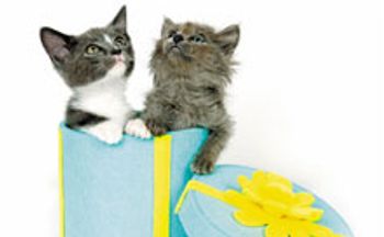 kitten220.jpg