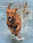 veterinary_dog_lake_water_vetm0411_108922178-715427-1384192018497.jpg