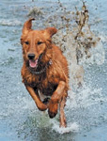 veterinary_dog_lake_water_vetm0411_108922178-715427-1384192018497.jpg