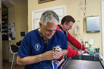 veterinary-guiliani-pernice-rescue-opposums-450-2.jpg