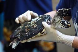 Zoo Miami opens new sea turtle hospital