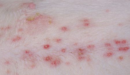 Got a pyoderma? Step away from the systemics-dvm360